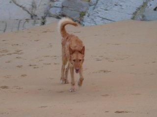 Bo, precioso podenco en adopción... dale una oportunidad¡¡