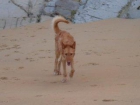Bo, precioso podenco en adopción... dale una oportunidad¡¡ - mejor precio | unprecio.es