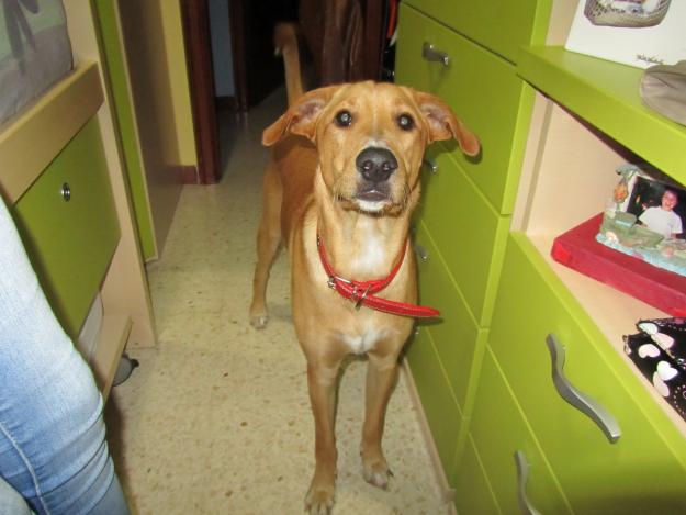 Busco hembra para mi perro
