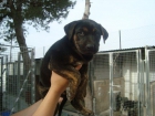 cachorros 2  meses talla grande,adopcion - mejor precio | unprecio.es