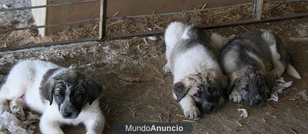 cachorros de mastin económico