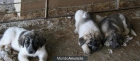 cachorros de mastin económico - mejor precio | unprecio.es