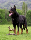 CAMADA TOP DE BEAUCERON - mejor precio | unprecio.es