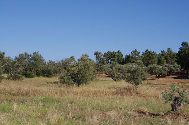 finca rustica en villablanca huelva