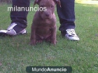 Hembras pitbull red nose - mejor precio | unprecio.es