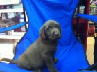 Labrador Chocolate. Exclusivo. Nacional. Pedigree - mejor precio | unprecio.es