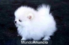 LULU DE POMERANIA MINIATURA - mejor precio | unprecio.es