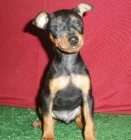 Mini pincher, maravillosos ¡oportunidad!  Murcia - mejor precio | unprecio.es