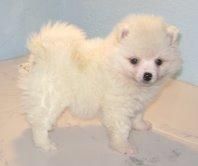 POMERANIA  STANDAR   400