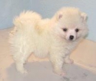 POMERANIA STANDAR 400 - mejor precio | unprecio.es