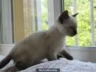 REGALO GATITOS SIAMESES - mejor precio | unprecio.es