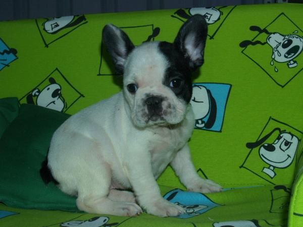 ¡Bulldog francés, tu regalo más deseado en Navidad!