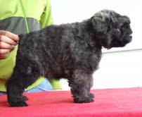 BOUVIER DE FLANDES. DO PALLEIRO