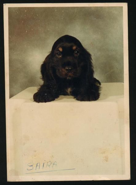 Cachorros de Cocker Spaniel Ingles