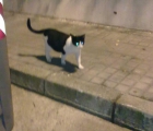 CADIZ!!! SOS!!! GATITA ABANDONADA Y ATACADA POR LOS PERROS!!!‏ - mejor precio | unprecio.es