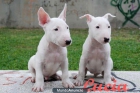 Camada de Bullterrier de calidad - mejor precio | unprecio.es