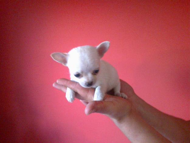 Chihuahuas miniatura varios colores