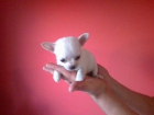 Chihuahuas miniatura varios colores - mejor precio | unprecio.es