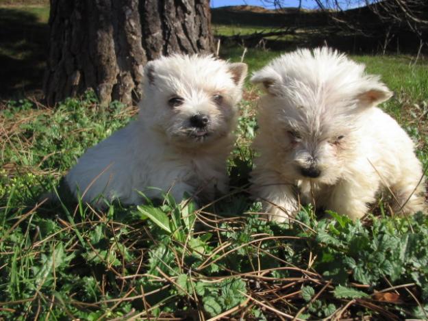 EL RINCON DEL CACHORRO WESTY PARA ENTREGAR