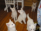EXCELENTES CACHORROS PASTOR ALEMAN BLANCO - mejor precio | unprecio.es
