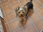 PERRO PERDIDO - mejor precio | unprecio.es