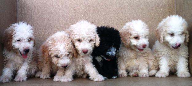 Perros de agua blancos y negros machos 150€