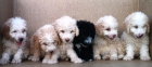 Perros de agua blancos y negros machos 150€ - mejor precio | unprecio.es