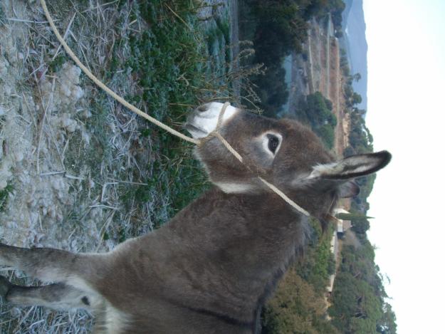 Se vende burra y dos burros