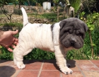 Shar Pei Floreada Azul lista para entregar - mejor precio | unprecio.es