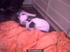 vendo bulldog frances - mejor precio | unprecio.es