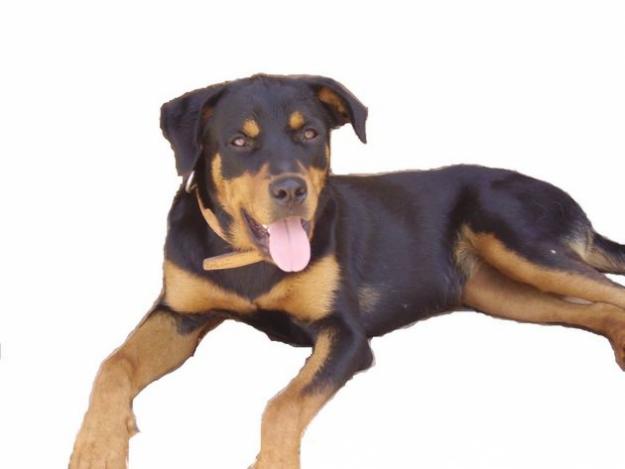 vendo rottweiler