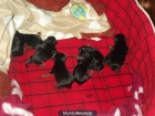 VENDO YORKSHIRES HEMBRAS Y MACHOS - mejor precio | unprecio.es