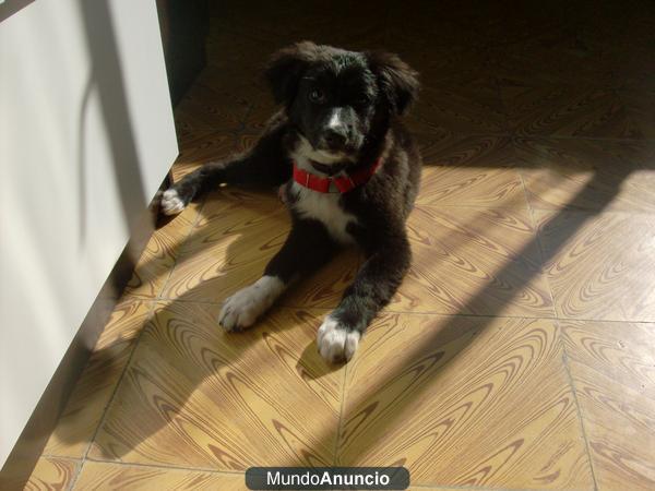Venta cachorros Border Collie