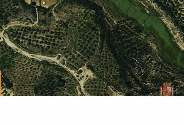 Venta de finca de olivar