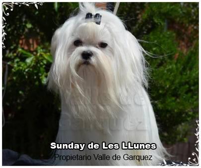 Bichón Maltés