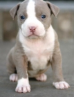 American Pitt bull disponibles. - mejor precio | unprecio.es