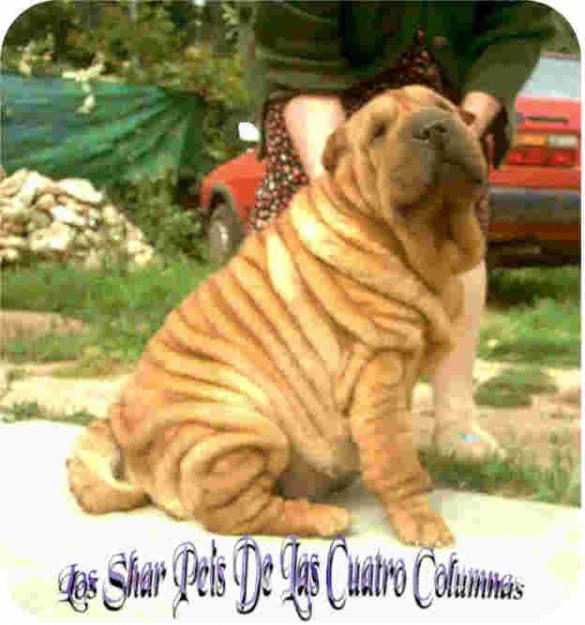 arrugadisimos  cachorros sharpeis americanos