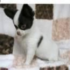 Chihuahua perros miniatura ideal para apartamentos - mejor precio | unprecio.es