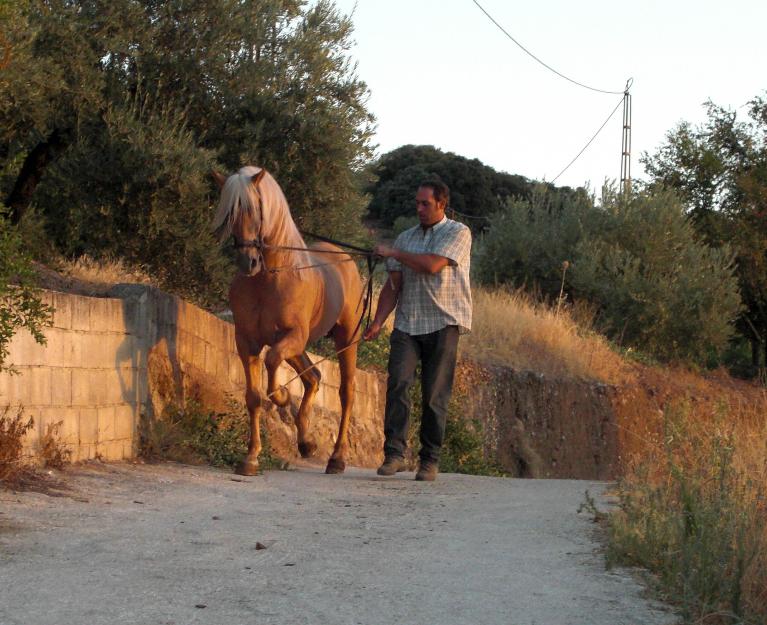 Se vende caballo perla