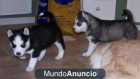 SE VENDE CACHORRITOS DE HUSKY SIBERIANO PRECIOSOS - mejor precio | unprecio.es