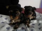 SE VENDE YORKSHIRE TERRIER, DE LOS PEQUEÑOS, PADRE DE 1 KILO Y MADRE DE 1,3 KILOS - mejor precio | unprecio.es