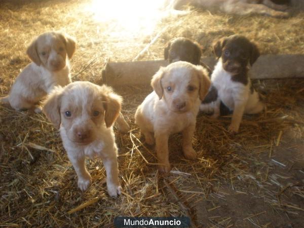 Se venden bretones puros