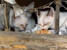 Urgente gatitos viviendo entre basura - mejor precio | unprecio.es