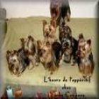 vendo cachorros yorkshire - mejor precio | unprecio.es