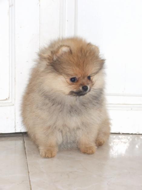 CACHORRITOS DE POMERANIA LINEA AMERICANA