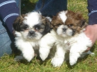 Cachorros de Shih tzu - mejor precio | unprecio.es