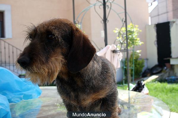 cachorros de teckel de pelo duro