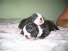 DINNER JACKET CRIA FAMILIAR Y SELECCION DE BOSTON TERRIER - mejor precio | unprecio.es
