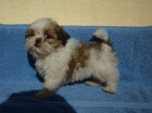 Excelente cachorrita de Shih Tzu - mejor precio | unprecio.es