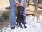 REGALO CACHORRITO 8 MESES TAMAÑO PEQUEÑO - mejor precio | unprecio.es